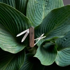 Victorinox CLASSIC SD WOOD - Schweizer Taschenmesser 11 Victorinox CLASSIC SD WOOD - Schweizer Taschenmesser -Globetrotter Verkäufe 5638075533 f classic sd wood victorinox 24