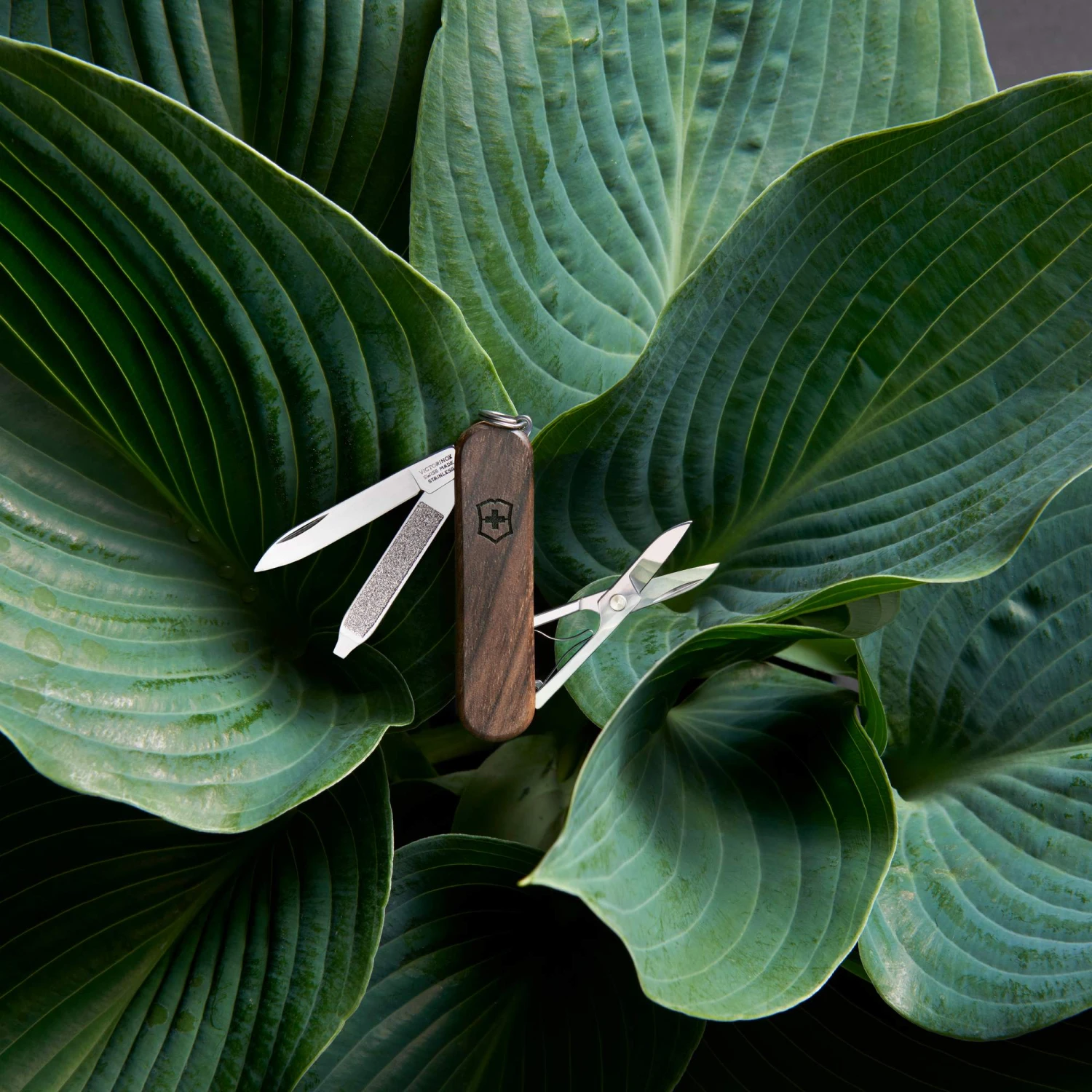 Victorinox CLASSIC SD WOOD - Schweizer Taschenmesser 6 Victorinox CLASSIC SD WOOD - Schweizer Taschenmesser – Bild 6